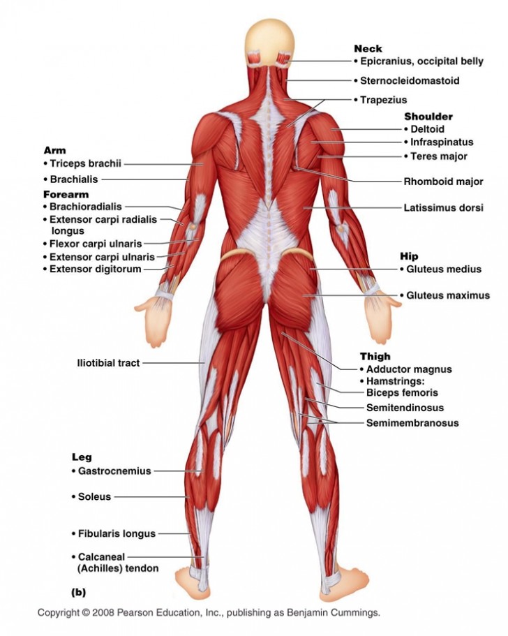 Muscles , 6 Muscular System Pictures Labeled : Anatomy Posterior Muscular System Diagram