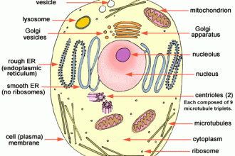 Animal Cell Illustration With Hyperlinked Labels , 6 Animal Cell Labeled In Cell Category