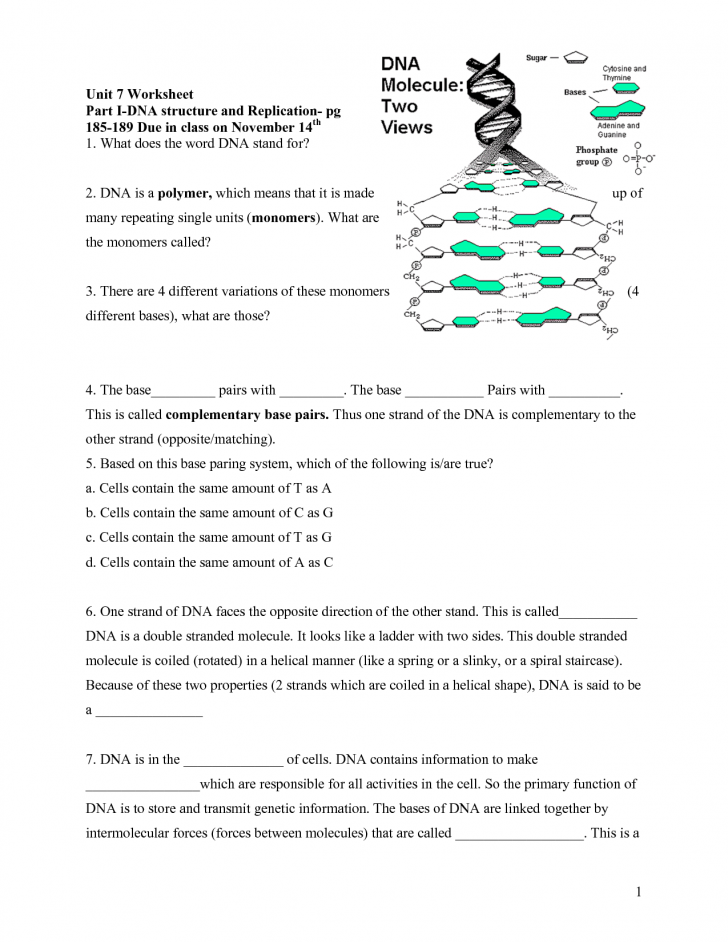 32 Rna Worksheet Answer Key Mr Hoyle Support Worksheet