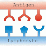 Artificial Immune Systems and Negative Selection , 6 Pictures Of Two Types Lymphocytes In Cell Category