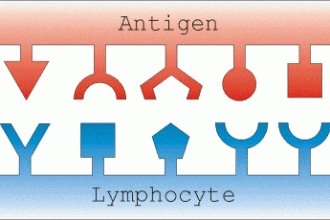 Artificial Immune Systems And Negative Selection , 6 Pictures Of Two Types Lymphocytes In Cell Category
