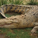 Australian Saltwater Crocodiles Facts , 6 Saltwater Crocodile Facts In Reptiles Category