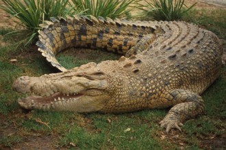 Australian Saltwater Crocodiles Facts , 6 Saltwater Crocodile Facts In Reptiles Category