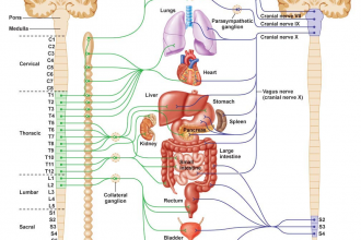 Autonomic Nervous System , 6 Nervous System Diagrams In Brain Category