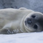 Baby Harp Seal Facts For Kids , 6 Harp Seal Facts For Kids In Mammalia Category