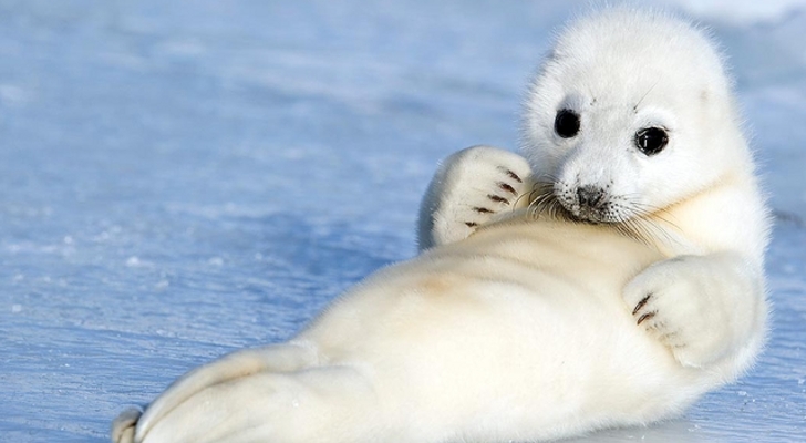 Mammalia , 6 Harp Seal Facts For Kids : Baby Harp Seal