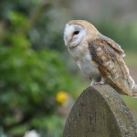 Barn Owl Fact For Kids , 6 Owl Facts For Kids In Birds Category