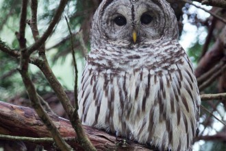 Barred Owl Bird Picture , 6 Barred Owl Facts In Birds Category