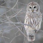 Barred Owl Pictures , 6 Barred Owl Facts In Birds Category