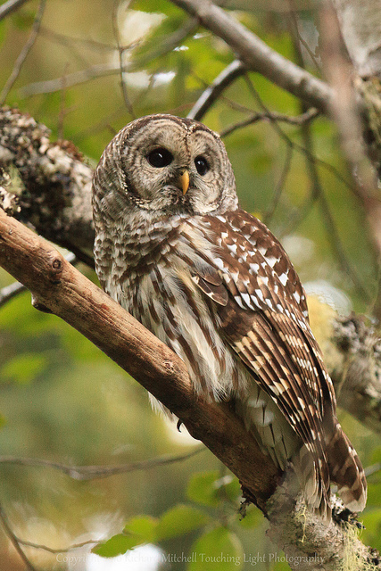 Birds , 6 Barred Owl Facts : Barred Owl