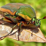 Beetle , 6 Bug Or Beetle In Bug Category