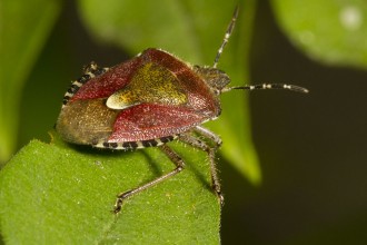 Beetles Bugs in Plants