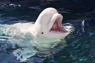 Beluga Whale Facts in Spider