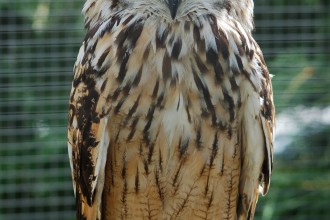 Bengalese Eagle Owl , 7 Owl Pictures In Birds Category