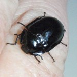 Black Beetle , 5 Pictures Of Beetles Bugs In Bug Category