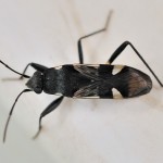 Black and White Seed Bug , 6 White Beetle Bugs In Bug Category