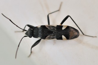 Black and White Seed Bug in Cat