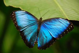 Blue Morpho Butterfly Photo , 6 Blue Morpho Butterfly Species Photos In Butterfly Category