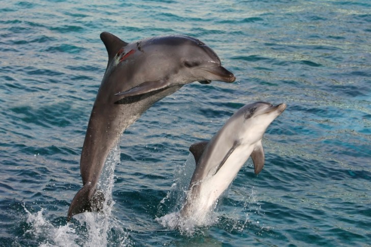 Mammalia , 6 Bottlenose Dolphin Facts For Kids : Bottlenose Dolphin Facts For Kids