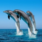 Bottlenose Dolphins , 6 Bottlenose Dolphin Facts For Kids In Mammalia Category