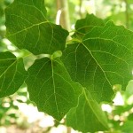 British Tree Leaves , 4 British Tree Leaves In Plants Category