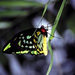 Cairns Birdwing , 8 Cairns Birdwing Butterfly Facts In Butterfly Category