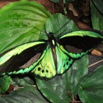 Cairns Birdwing Butterfly images , 8 Cairns Birdwing Butterfly Facts In Butterfly Category