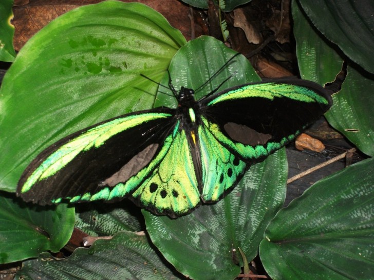 Butterfly , 8 Cairns Birdwing Butterfly Facts : Cairns Birdwing Butterfly Images