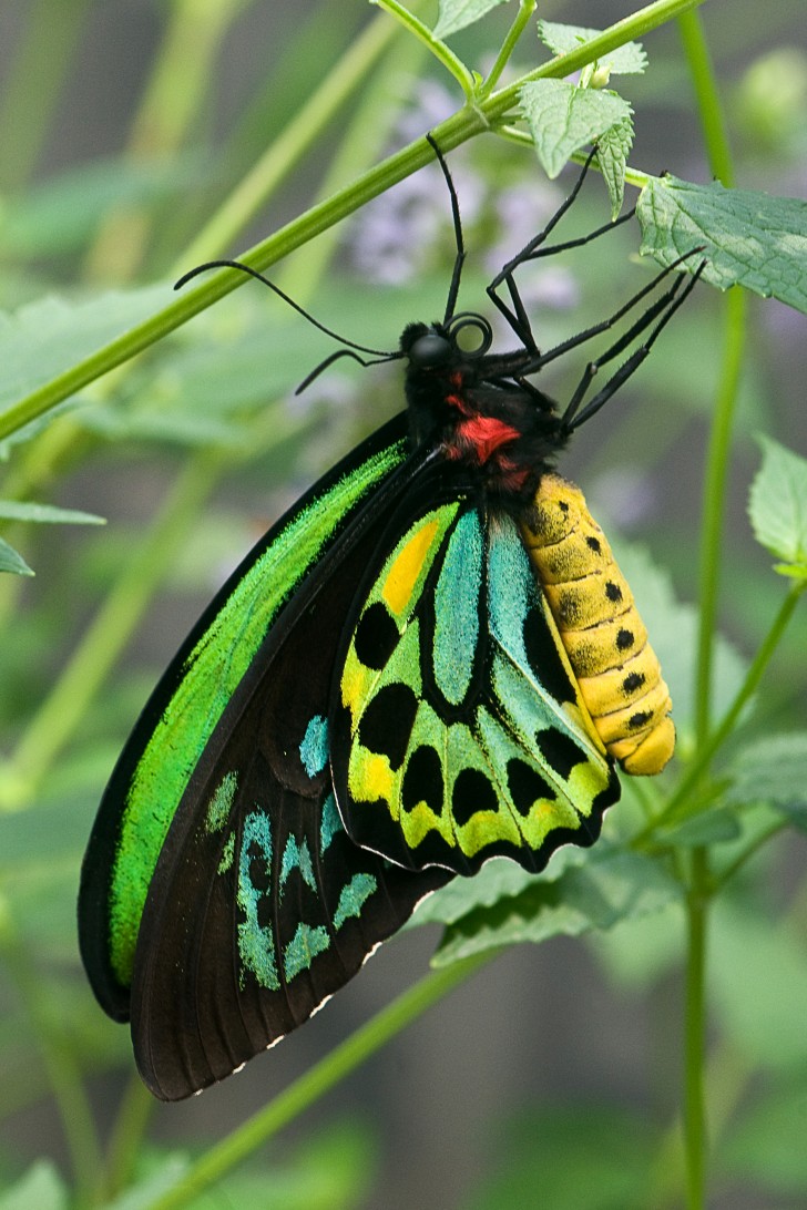 Butterfly , 8 Cairns Birdwing Butterfly Facts : Cairns Birdwing Butterfly Picture