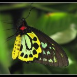 Cairns Birdwing Photo , 8 Cairns Birdwing Butterfly Facts In Butterfly Category