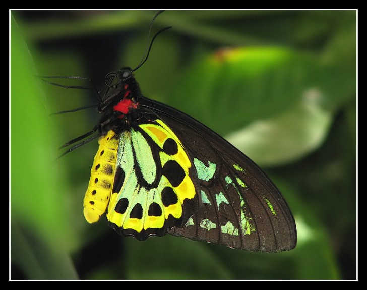 Butterfly , 8 Cairns Birdwing Butterfly Facts : Cairns Birdwing Photo