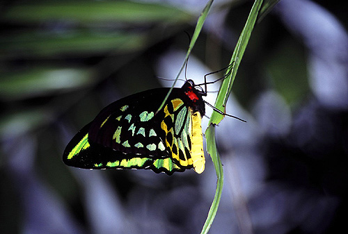 Butterfly , 8 Cairns Birdwing Butterfly Facts : Cairns Birdwing