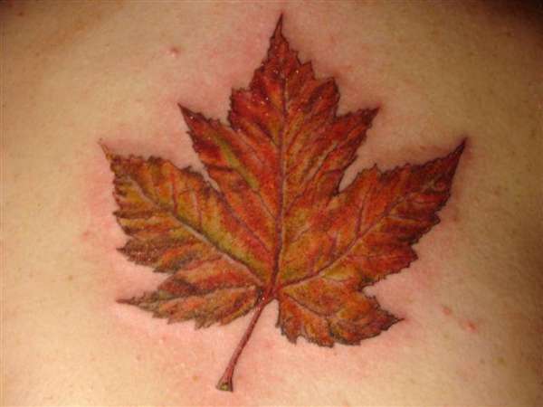 Human , 6 Maple Leaf Tattoos : Canadian Maple Leaf Tattoo