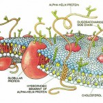 Cell Membrane Drawing , 6 Pictures Of Cellular Membrane In Cell Category