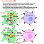Cellular Interactions of Antigen-Presenting Dendritic Cells , 5 Antigen Presenting Cells Diagrams In Cell Category