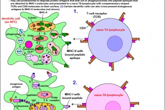 Cellular Interactions Of Antigen Presenting Dendritic Cells , 5 Antigen Presenting Cells Diagrams In Cell Category