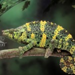Chamaeleo Triceros , 6 Mellers Chameleon Photos In Reptiles Category