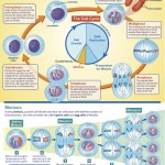 Chart Of Meiosis , 8 Meiosis Internet Lesson In Cell Category