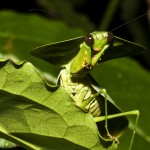 Choeradodis sp. , 6 Pictures Of Leaf Mantis In Orthoptera Category