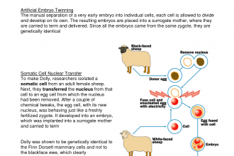 Cloning Fact Sheet , 7 Learn Genetics Cloning In Genetics Category