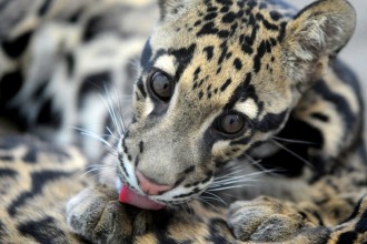 Clouded Leopard in Spider