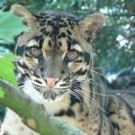 Clouded leopard photo , 7 Clouded Leopard Facts In Mammalia Category