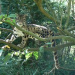 Clouded leopard picture , 7 Clouded Leopard Facts In Mammalia Category