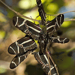 Clustered Longwings , 8 Photos Of Zebra Longwing Butterfly Mating In Butterfly Category