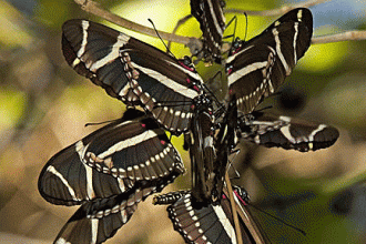 Clustered Longwings , 8 Photos Of Zebra Longwing Butterfly Mating In Butterfly Category