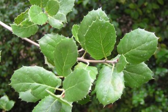 Coast Live Oak , 6 Oak Tree Leaves In Plants Category