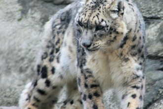 Commons Snow Leopard , 7 Pics Of Snow Leopards In Mammalia Category
