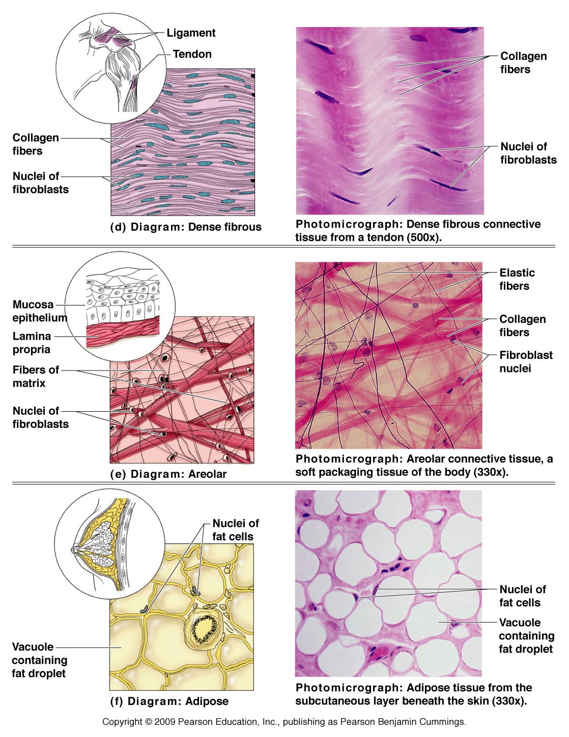 connective-tissue-cells-in-human-body-biological-science-picture