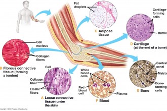 ConnectiveTissue , 7 Tissue Pictures In The Human Body In Cell Category