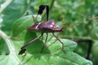 Control Measures Leaf Footed Bugs in Dog